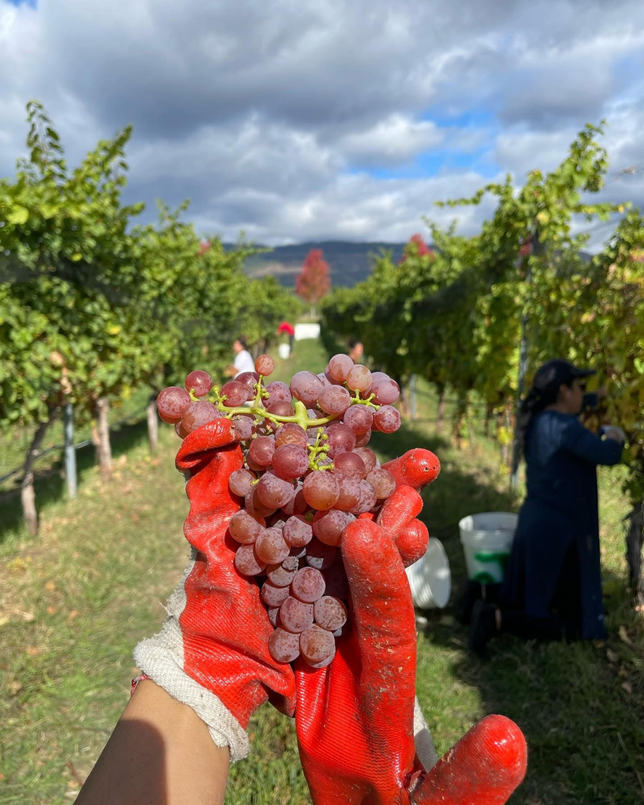 la mejores uvas de canada