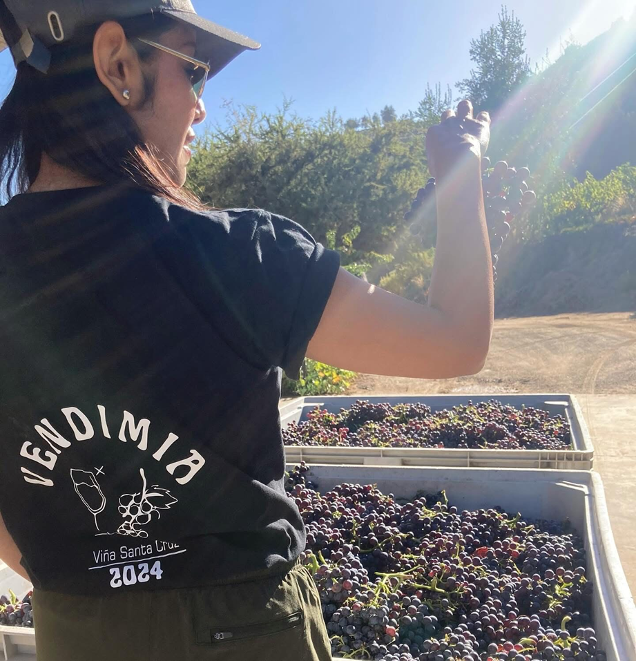 Chile combina siglos de herencia vitivinícola con innovación tecnológica para crear vinos reconocidos en todo el mundo.