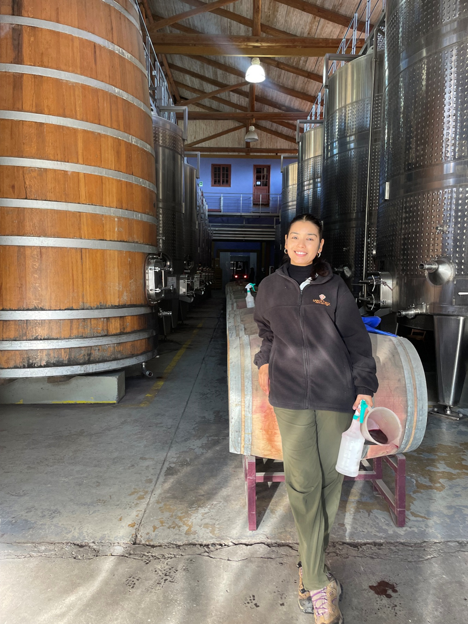 Los primeros rayos de sol iluminan los viñedos chilenos, despertando los aromas que anuncian una nueva vendimia.